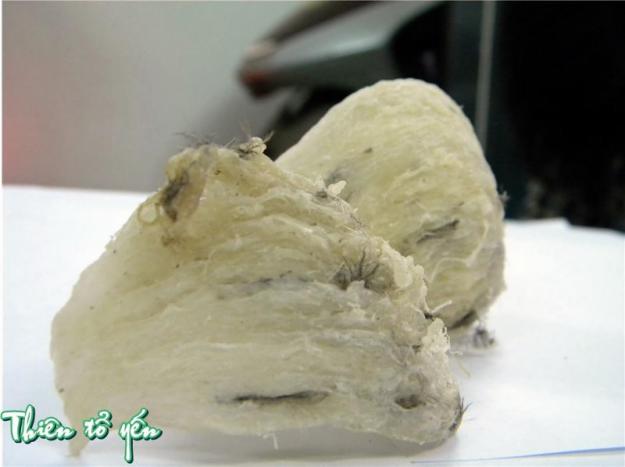 Tổ Yến - Chuyên Cung Cấp Các Mặt Hàng Tổ Yến Sỉ & Lẻ